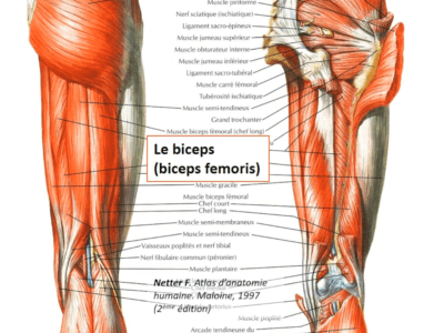 Anatomie de la cuisse (Marc Revol)
