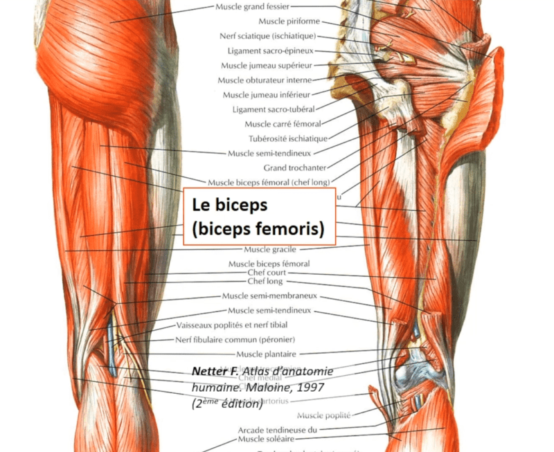 Anatomie de la cuisse (Marc Revol)