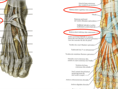 Anatomie du cou-de-pied (Marc Revol)
