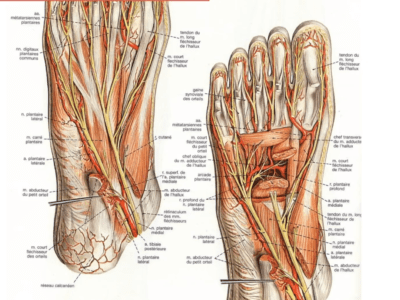 Anatomie du pied (Marc Revol)
