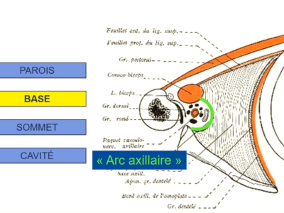 Anatomie de la région axillaire (Marc Revol)