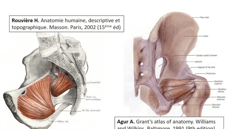 Anatomie de la fesse (Marc Revol)