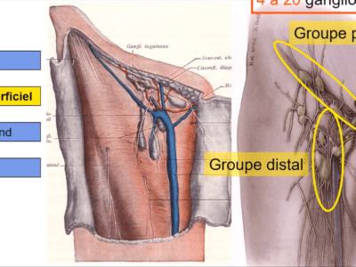 Anatomie de la région inguinale (Marc Revol)