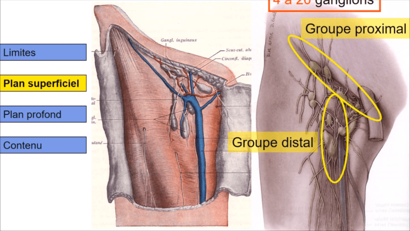 Anatomie de la région inguinale (Marc Revol)