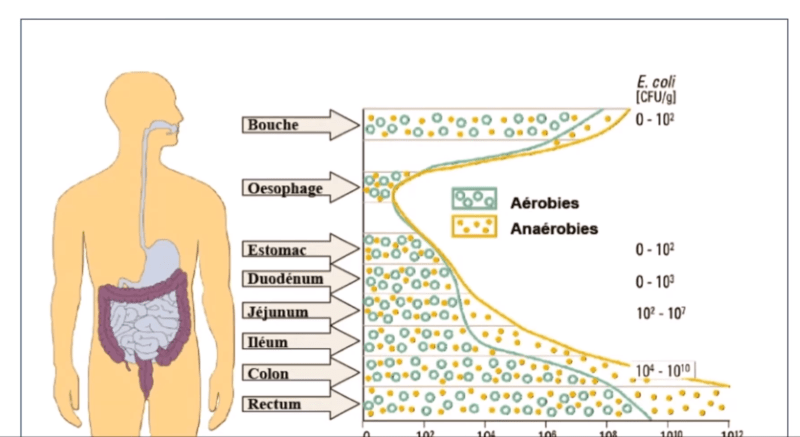 Les microbes de la peau (Marc Revol)