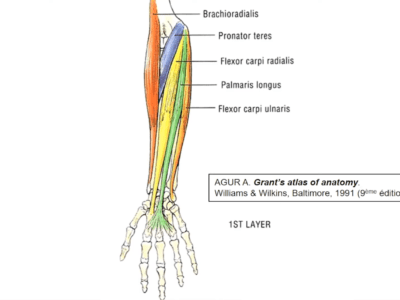 Anatomie de l'avant bras (Marc Revol)