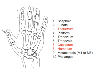 Anatomie de la main (1/5) : les os (Marc Revol)