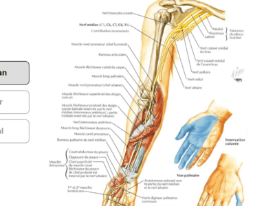 Anatomie de la main (3/5) : les nerfs (Marc Revol)
