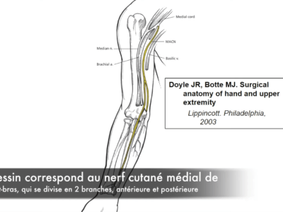 Anatomie du bras (Marc Revol)