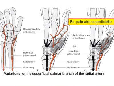 Anatomie de la main (4/5) : les vaisseaux (Marc Revol)