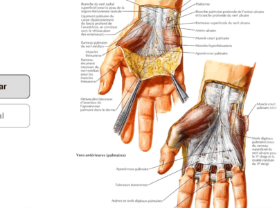 Anatomie de la main (5/5) : les régions (Marc Revol)