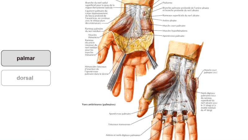 Anatomie de la main (5/5) : les régions (Marc Revol)