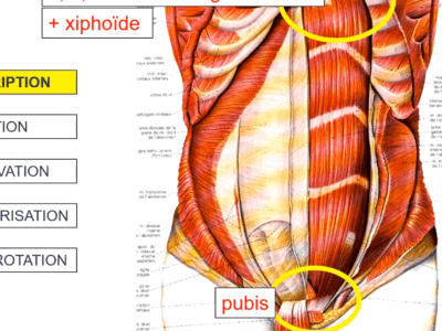 Anatomie des grands droits de l'abdomen (Marc Revol)